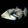 RHINECANTHUS ACULEATUS ( BALLESTA PICASSO) TALLA L