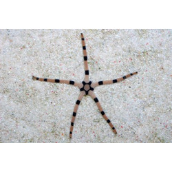 OPHIOLEPIS SUPERBA TIGER