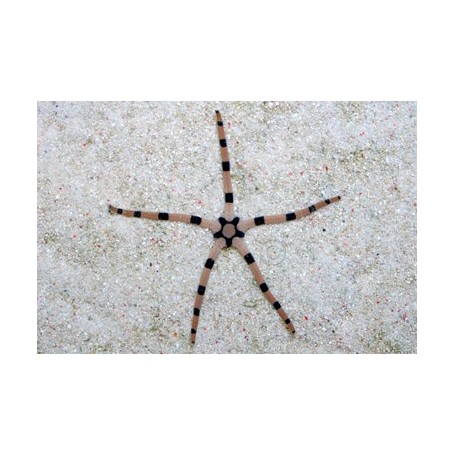 OPHYURA SP XL