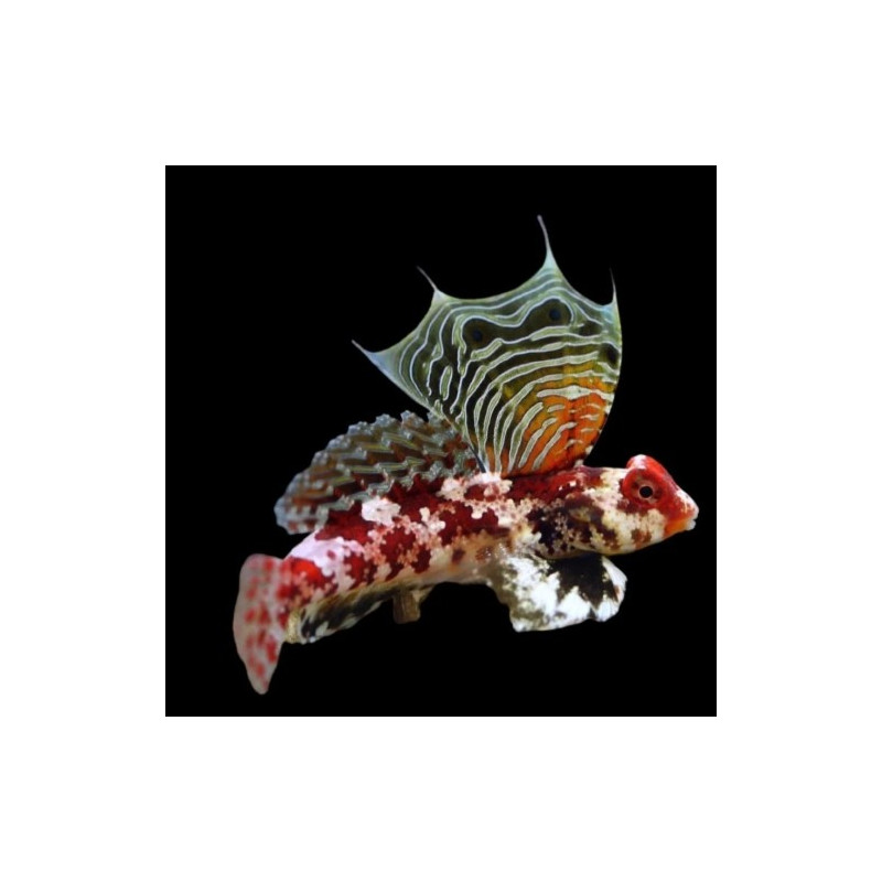 SYNCHIROPHUS STELLATUS