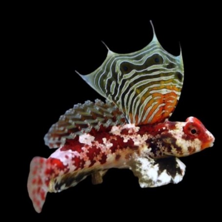SYNCHIROPHUS STELLATUS