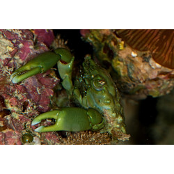 MITHRAX SCULPTUS SIZE M