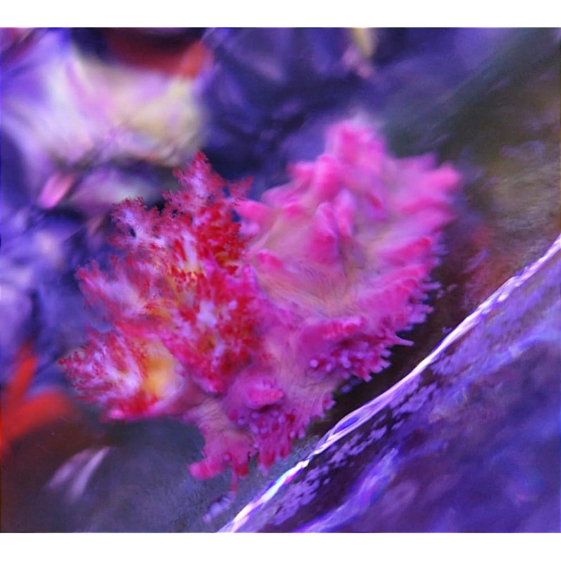 COLOCHIRUS CRASSUS (CANDY CUCUMBER)