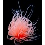 CERIANTHUS ULTRA ORANGE