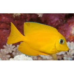 ACANTHURUS OLIVACEUS SIZE S