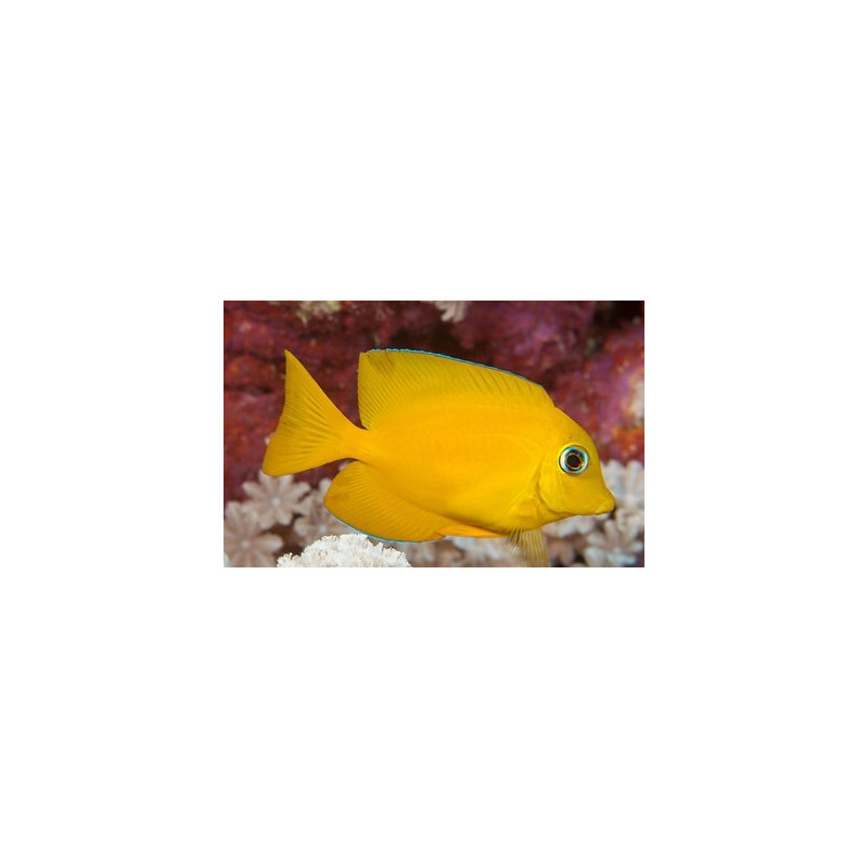 ACANTHURUS OLIVACEUS SIZE S