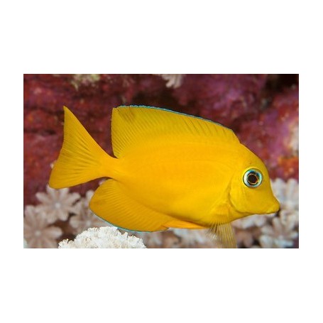 ACANTHURUS OLIVACEUS SM