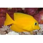 ACANTHURUS OLIVACEUS SM