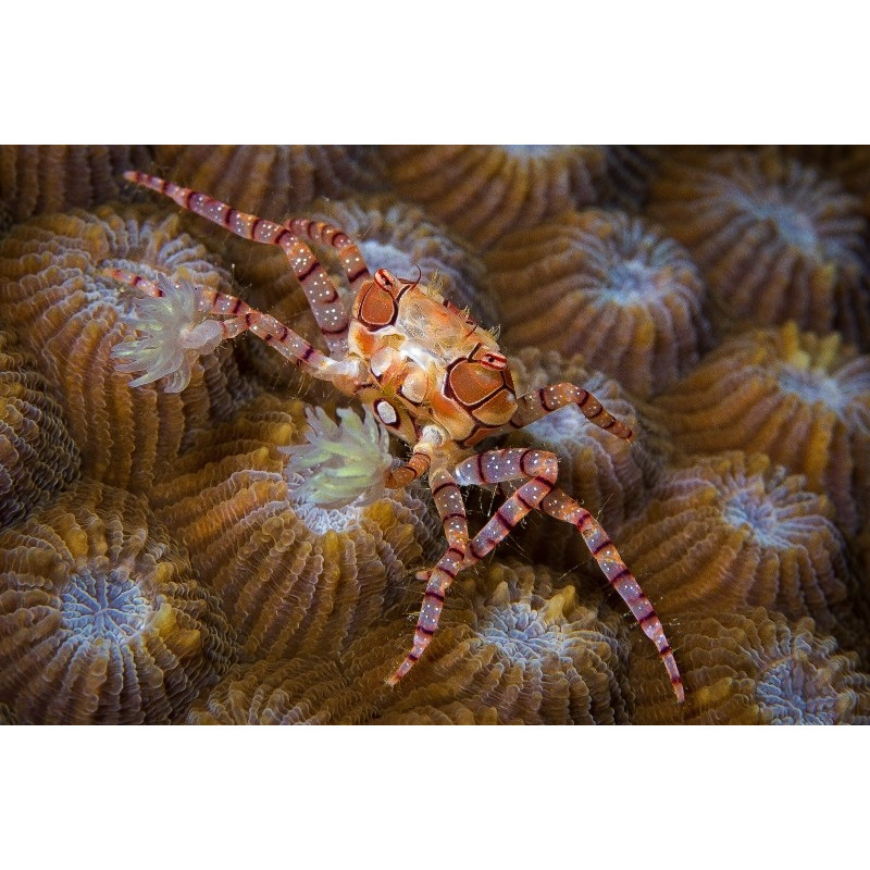 LYBIA TESSELATA (POM POM CRAB)