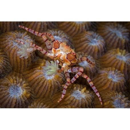LYBIA TESSELATA (CANGREJO POM POM)