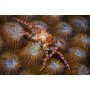 LYBIA TESSELATA (CANGREJO POM POM)