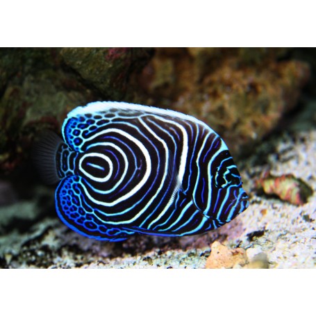 POMACANTHUS IMPERATOR TALLA TALLA L-XL