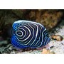 POMACANTHUS IMPERATOR TALLA TALLA L-XL