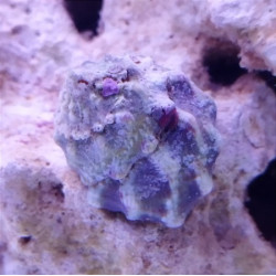 ASTRAEA UNDOSA