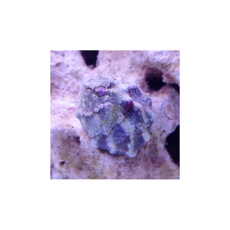 ASTRAEA UNDOSA