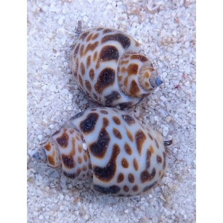 BABYLONIA FORMOSAE