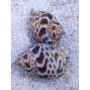 BABYLONIA FORMOSAE