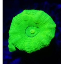 CAULASTREA HULK TWO HEADS