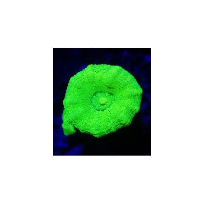 CAULASTREA HULK TWO HEADS