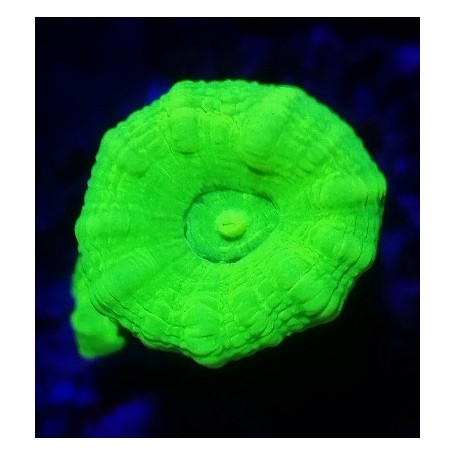 CAULASTREA HULK DOS CABEZAS