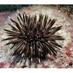 GRACEFUL PARASALENIA