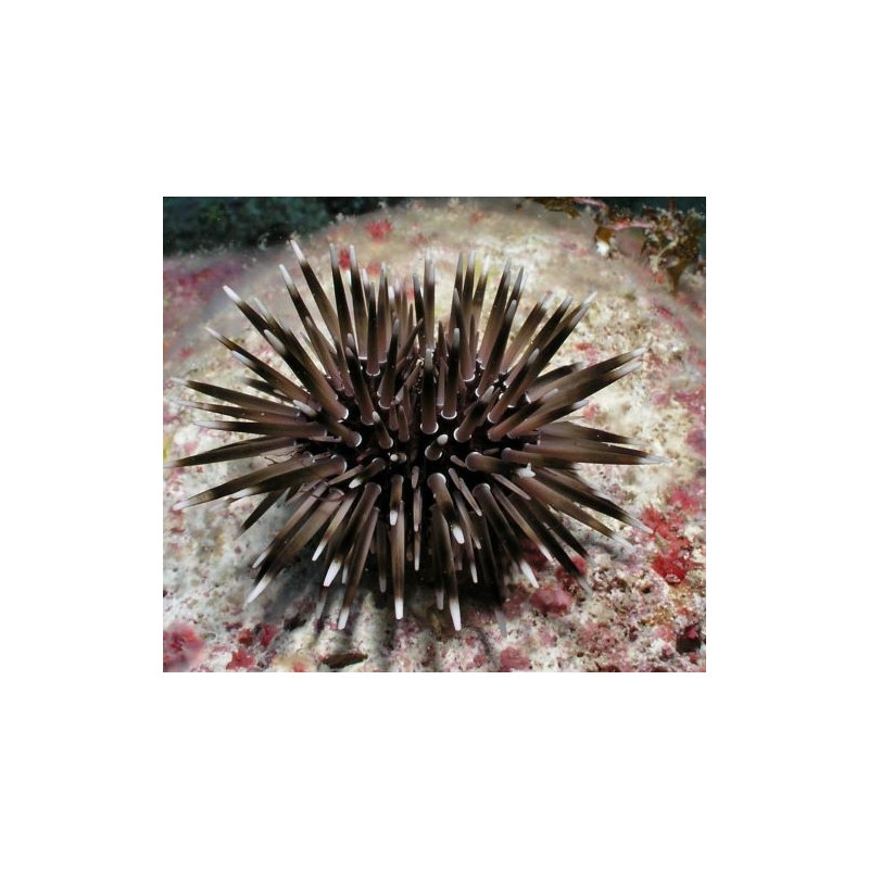 PARASALENIA GRATIOSA