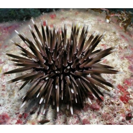 PARASALENIA GRATIOSA