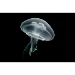 AURELIA AURITA JELLYFISH