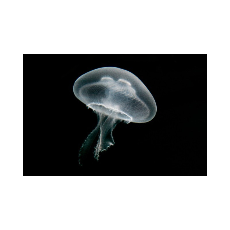 MEDUSA AURELIA AURITA