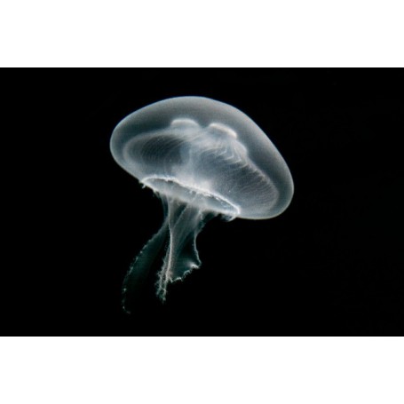 MEDUSA AURELIA AURITA