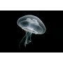 MEDUSA AURELIA AURITA