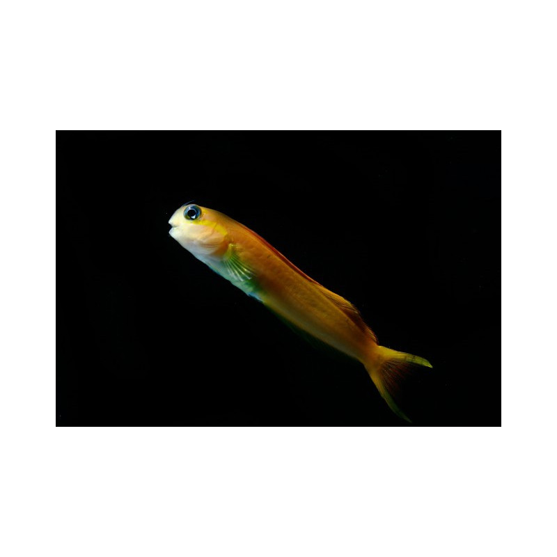 ECSENIUS MIDAS ME