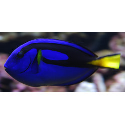 PARACANTHURUS HEPATUS SIZE SMALL