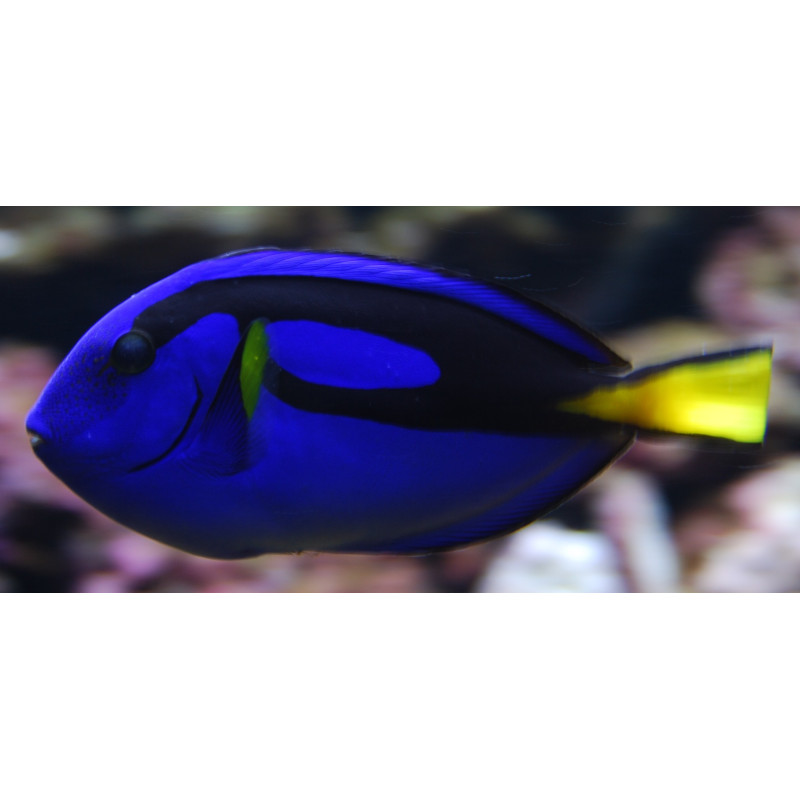 PARACANTHURUS HEPATUS SIZE SMALL