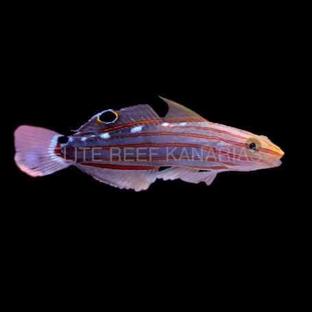 copy of AMBLYGOBIUS HECTORI
