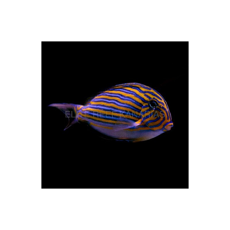 ACANTHURUS LINEATUS TALLA M-L