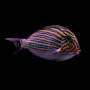 ACANTHURUS LINEATUS TALLA M-L