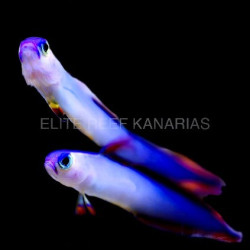 EXQUISITE NEMATOLEOTRIS