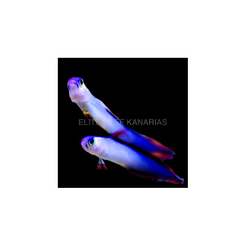 EXQUISITE NEMATOLEOTRIS