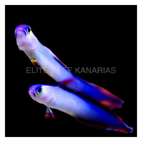 NEMATOLEOTRIS EXQUISITA