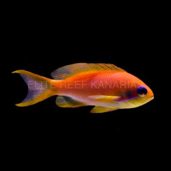 PSEUDOANTHIAS SQUAMIPINIS