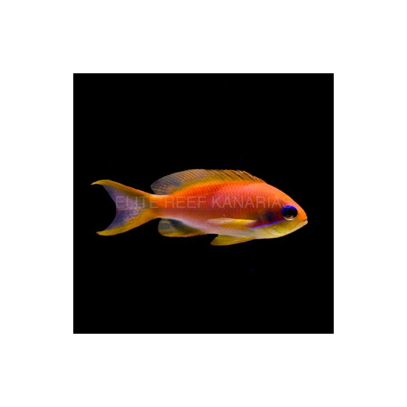 PSEUDOANTHIAS SQUAMIPINIS