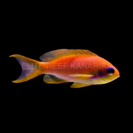 copy of PSEUDOANTHIAS DISPAR