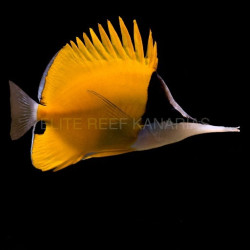 FORCIPIGER FLAVISSIMA TALLA L