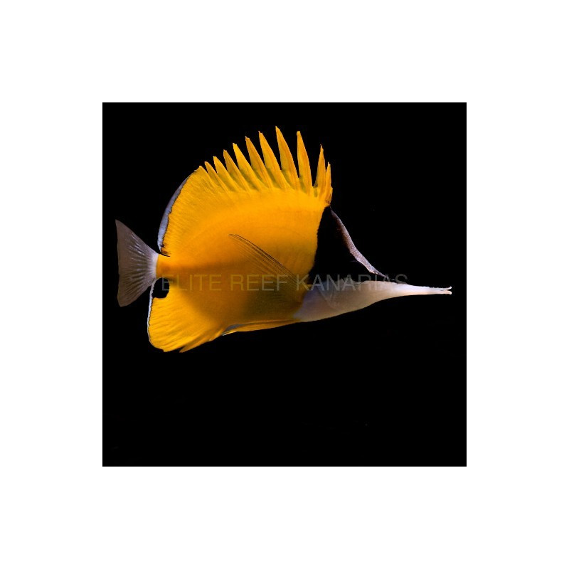 FORCIPIGER FLAVISSIMA TALLA L