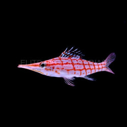 OXYCIRRHITES TYPUS (MALDIVES)