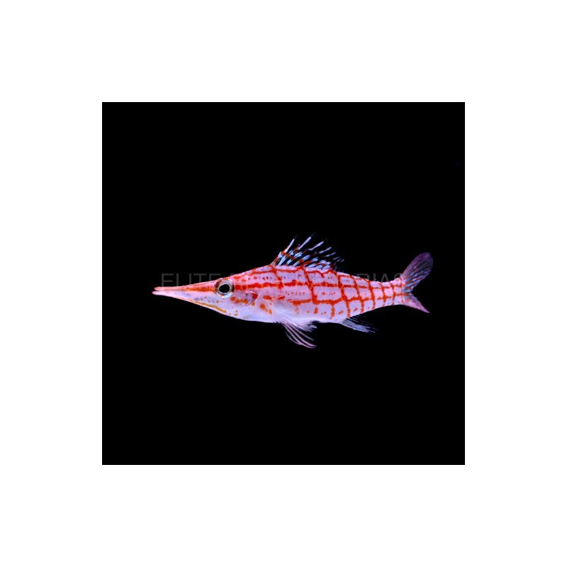 OXYCIRRHITES TYPUS (MALDIVAS)