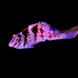 CIRRHICHTHYS FALCO SIZE M