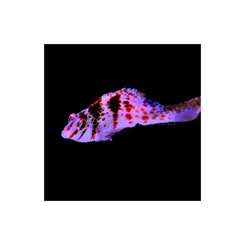 CIRRHICHTHYS FALCO SIZE M