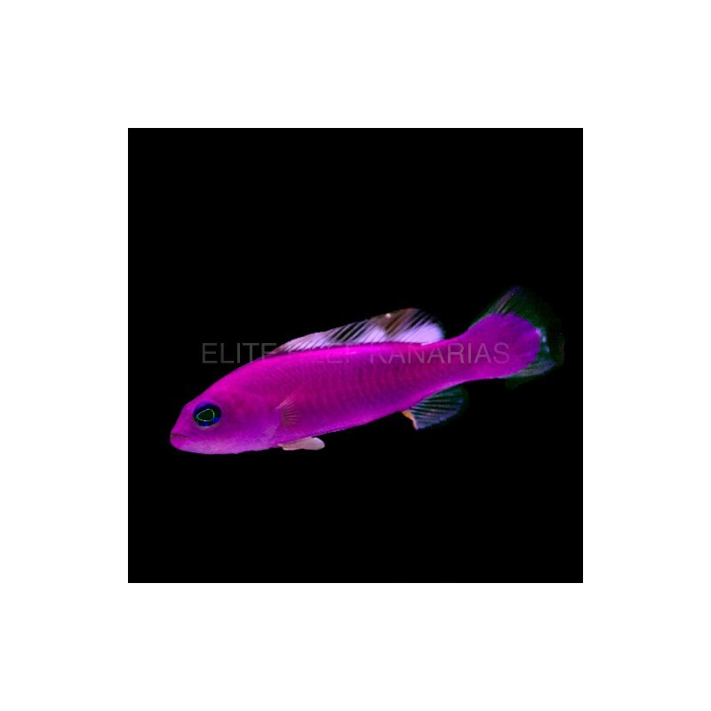 PICTICHROMIS PORPHYREA